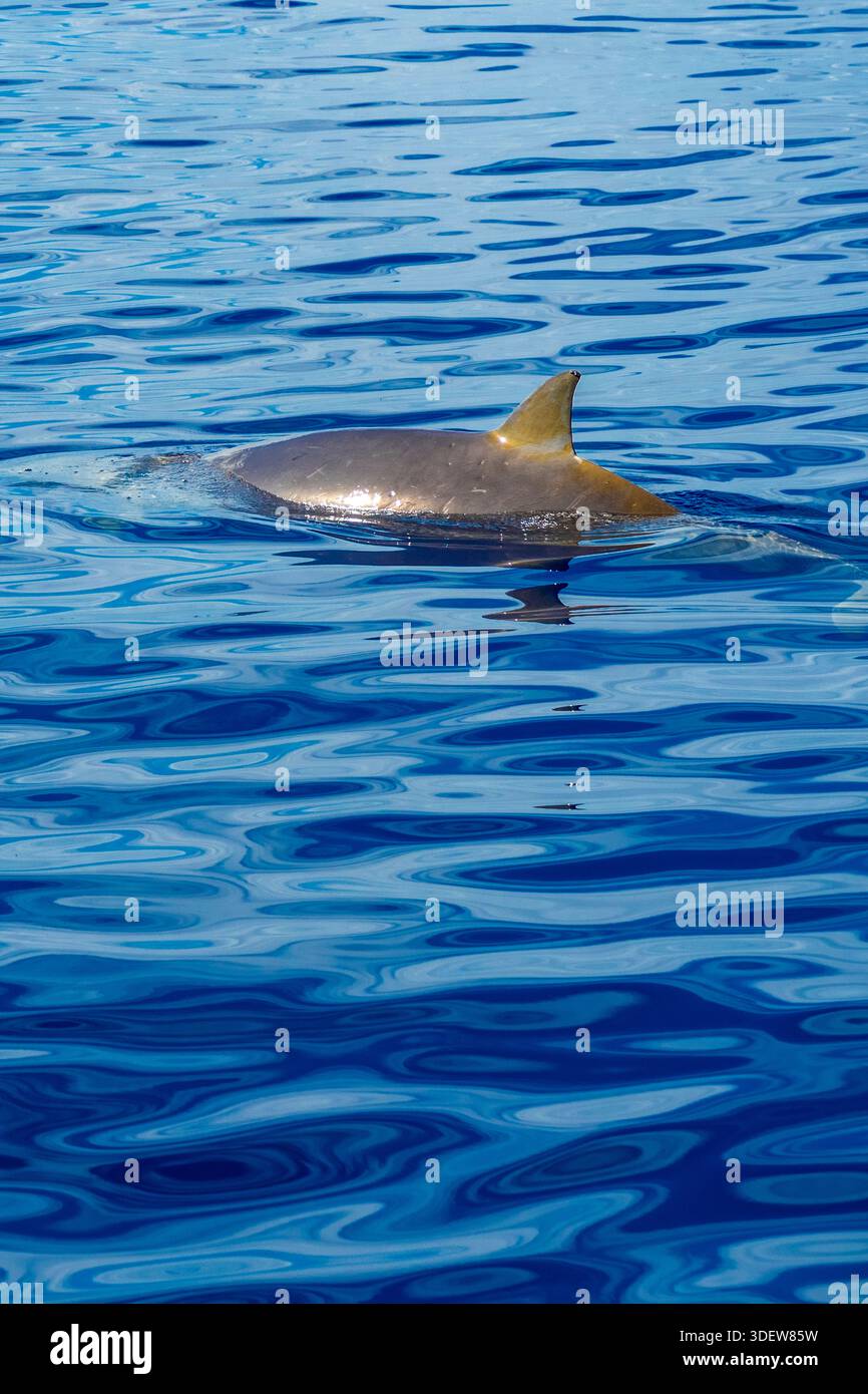 Dauphin bottllenose commun, Tursiops truncatus, observation de baleines, Madère, Portugal, Europe Banque D'Images