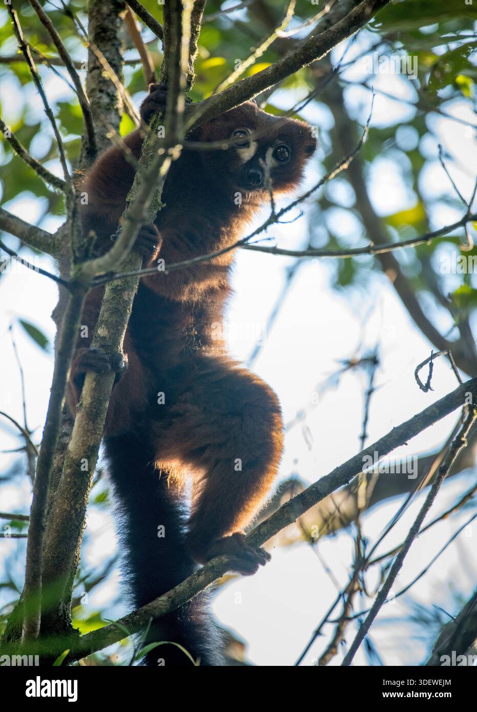 Le lémurien à ventre rouge est un primate endémique des forêts tropicales de l'est de Madagascar, où il vit en groupes familiaux monogames. Ces lémuriens sont principalement frugivores et sont importants pour la dispersion des graines, bien qu'ils mangent aussi des feuilles, des fleurs et des insectes. Ils se caractérisent par leur fourrure foncée et marron, et les mâles se distinguent par leur ventre rouge et leur blanc oculaire, tandis que les femelles ont un ventre blanc crème et pas de blanc oculaire. Circuit Sahamalotra, Parc National de Ranomafana, Ranomafana, Madagascar Banque D'Images