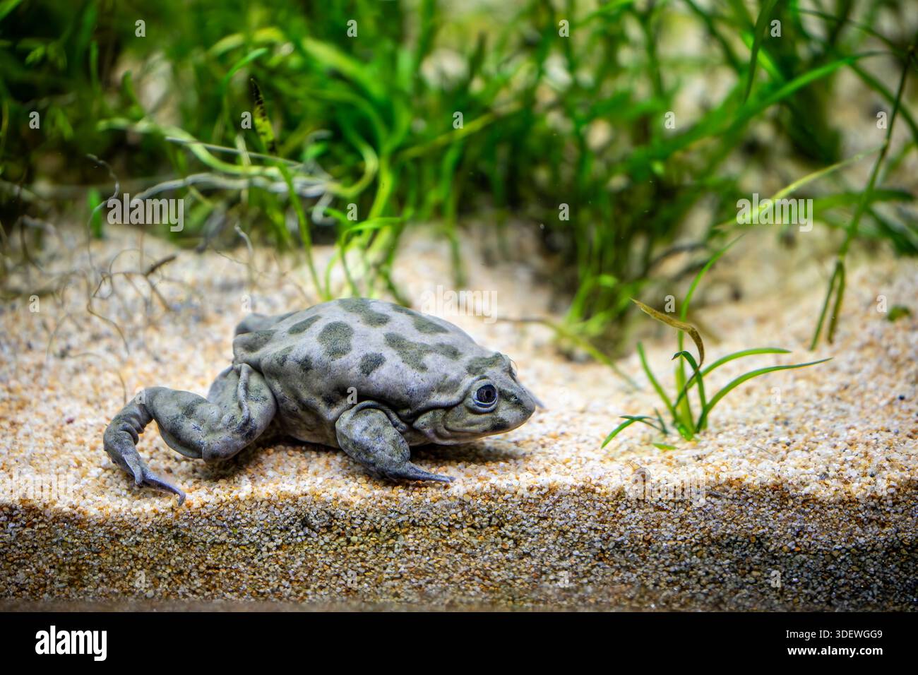 La grenouille aquatique Titicaca (Telmatobius culeus) est entièrement aquatique et ne se trouve que dans le bassin du lac Titicaca. Banque D'Images