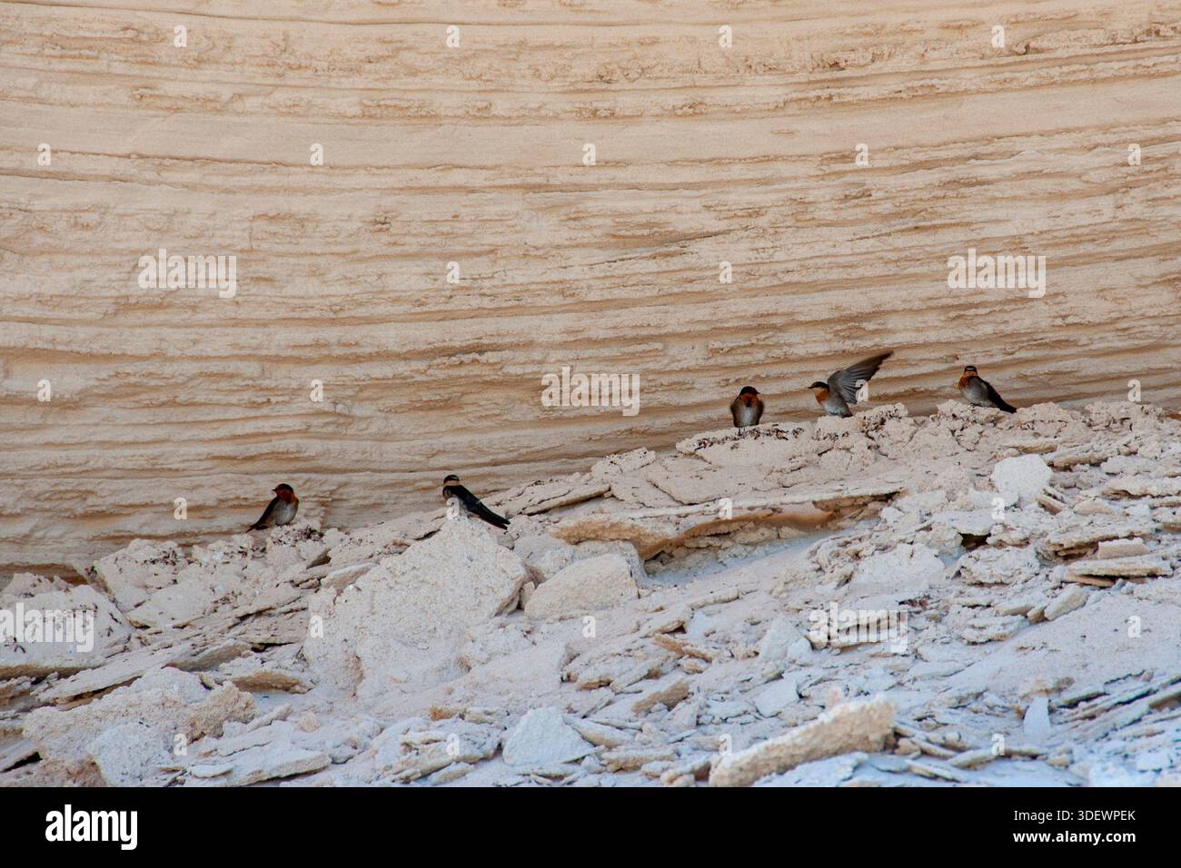 Hirondelles oiseaux nichant dans Limestone Rock Banque D'Images