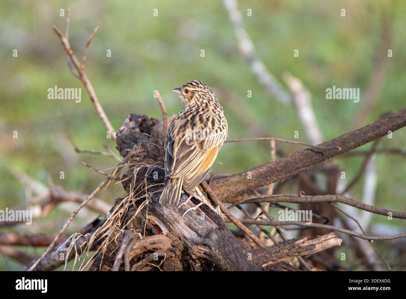 Zitting Cisticola ou Paruline fantôme striée (Cisticola juncidis) dans le parc national de Yala, Sri Lanka Banque D'Images