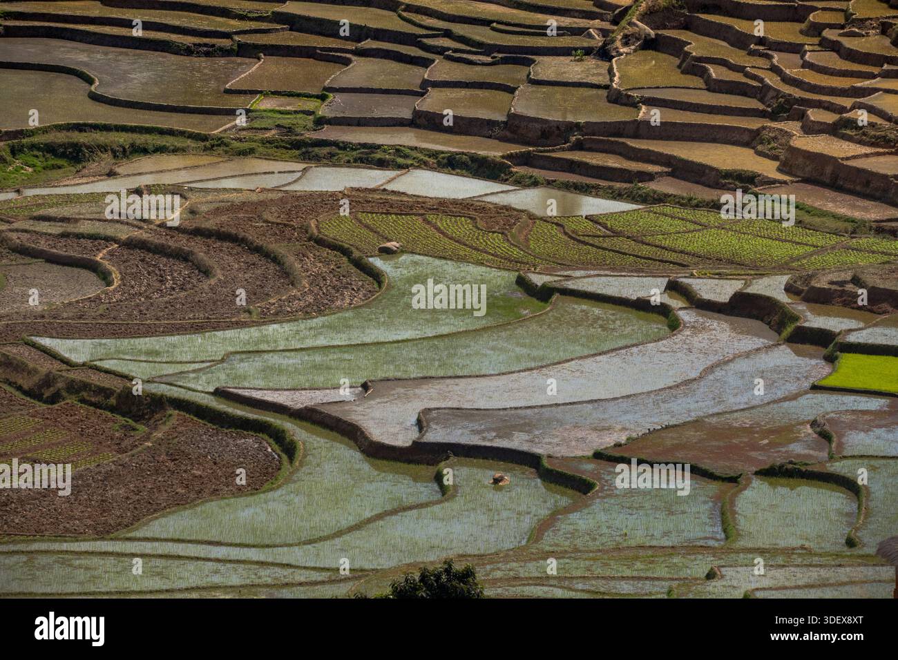Le long de la route d'Ambalavao à Nomoly, à travers le cœur des hauts plateaux du centre de Madagascar, offre une vue panoramique imprenable sur certaines des rizières en terrasses les plus spectaculaires de l'île. Ce paysage, fortement façonné par les mains diligentes du peuple Betsileo, est une caractéristique caractéristique de la région Banque D'Images