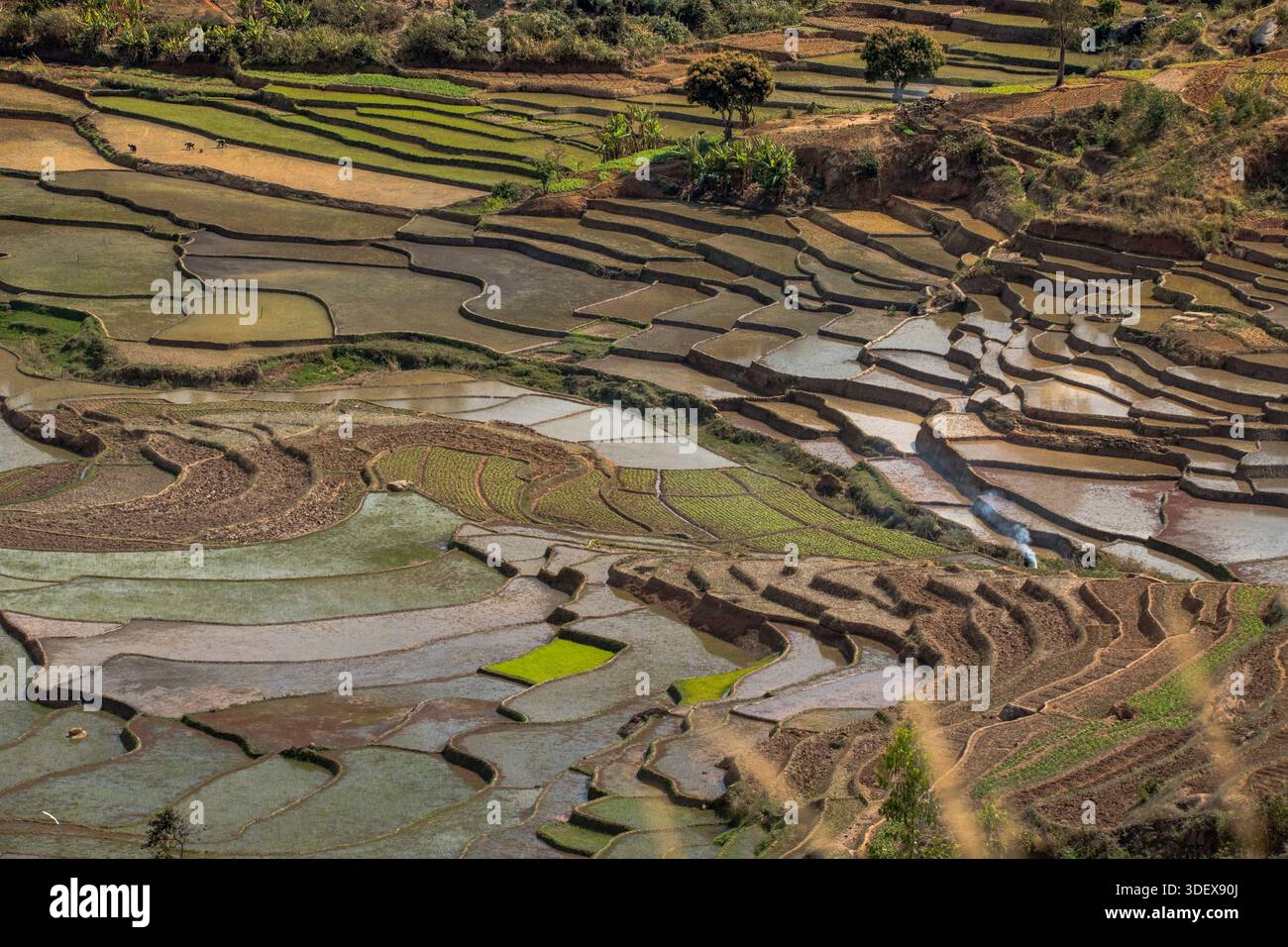 Le long de la route d'Ambalavao à Nomoly, à travers le cœur des hauts plateaux du centre de Madagascar, offre une vue panoramique imprenable sur certaines des rizières en terrasses les plus spectaculaires de l'île. Ce paysage, fortement façonné par les mains diligentes du peuple Betsileo, est une caractéristique caractéristique de la région Banque D'Images