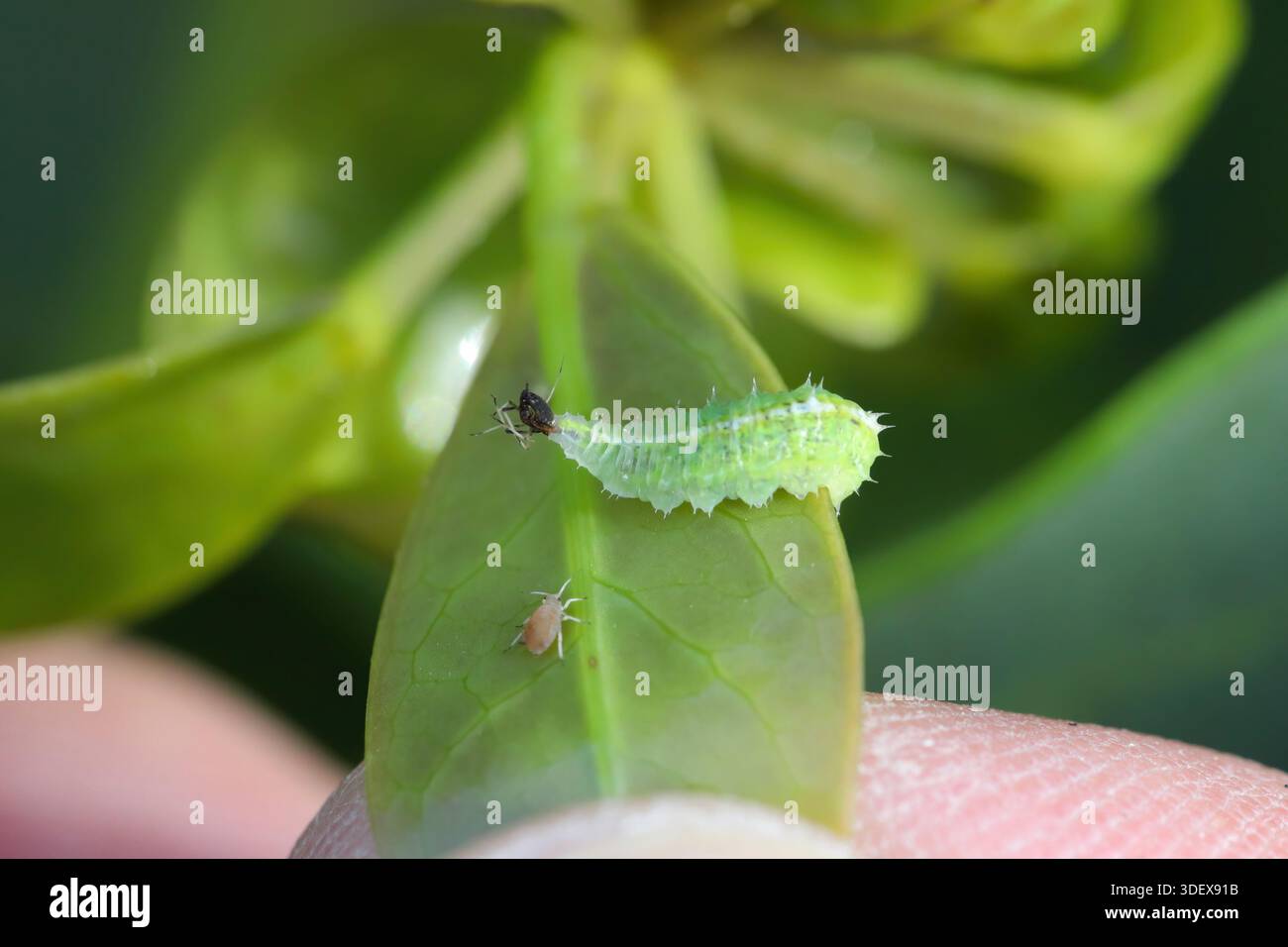 Larves de mouches blanches, Syrphidae avec pucerons chassés sur feuille verte. Ennemis naturels des ravageurs des plantes. PROCEDE biologique de protection des plantes contre les parasites. Banque D'Images