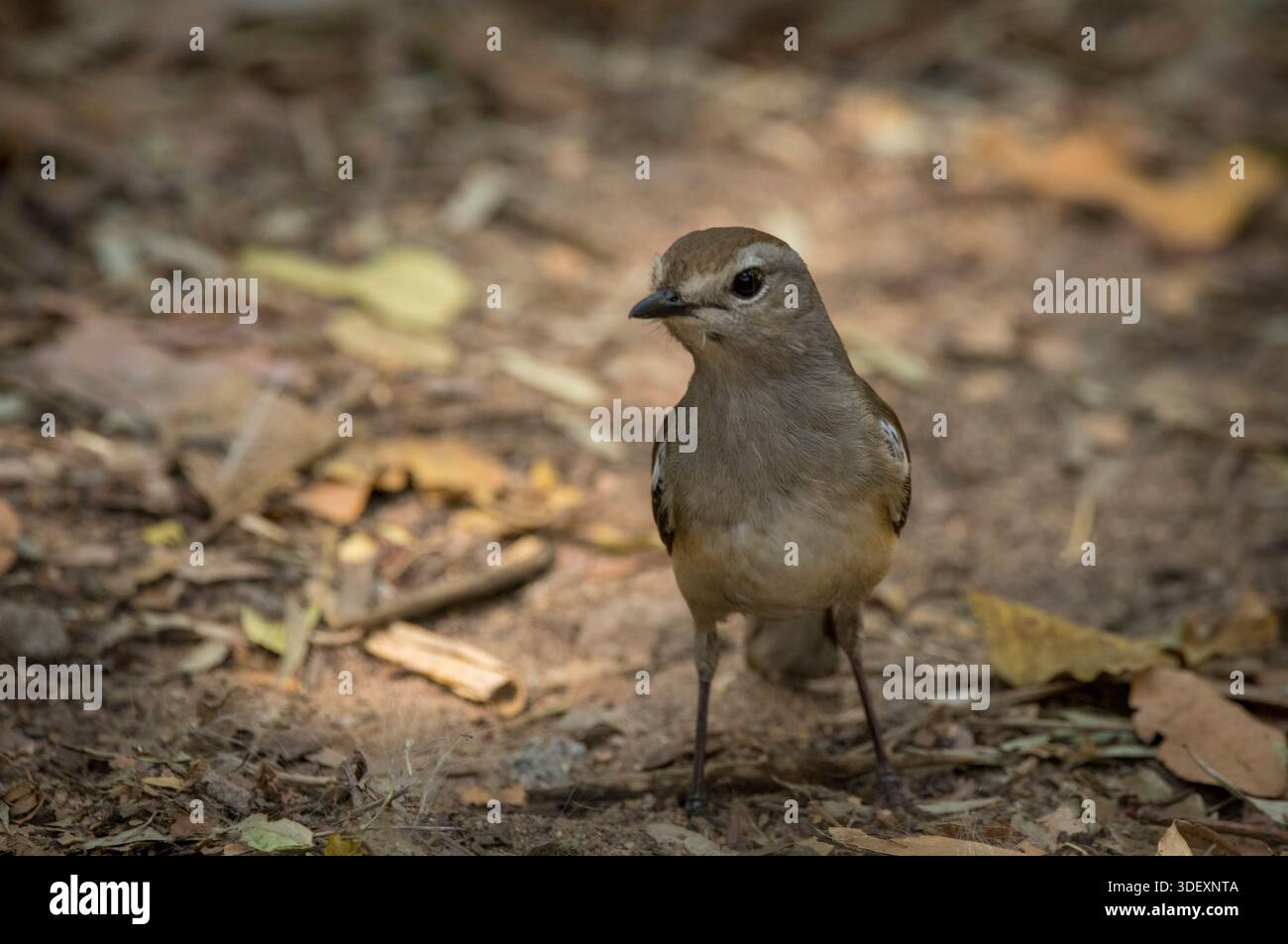 Une pie-robin de Madagascar femelle (Copsychus albospecularis). Ce petit oiseau chanteur est endémique de Madagascar et possède plusieurs caractéristiques distinctes. Les femelles ont un plumage doux avec des tons gris-brun et une teinte rougeâtre sur les ailes, contrastant avec le noir brillant du mâle. Parc national d'Isalo, Madagascar. Banque D'Images