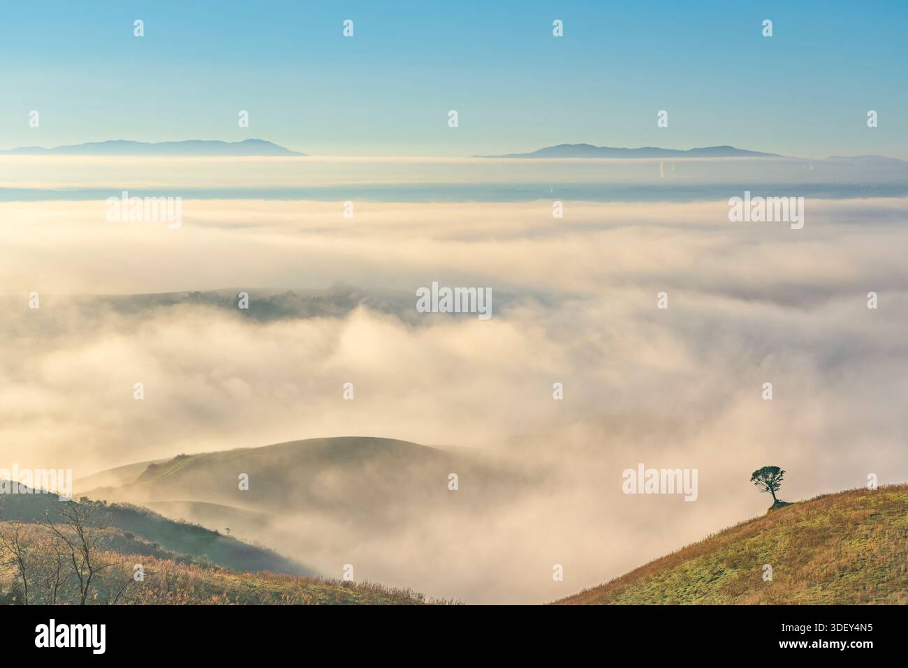 Vue panoramique sur la brume matinale et le brouillard roulant sur les collines toscanes près de Volterra. Paysage de rêve à l'aube avec un arbre solitaire sur une crête en Italie. Banque D'Images