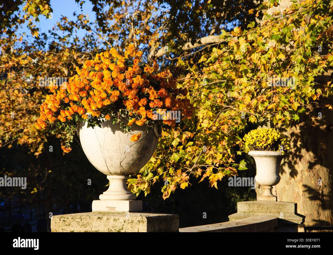 Jardins du Luxembourg (jardins luxembourgeois) en automne par jour ensoleillé. Paris, France. Deux vases en pierre avec des fleurs de chrysanthème orange et jaune sur le Banque D'Images