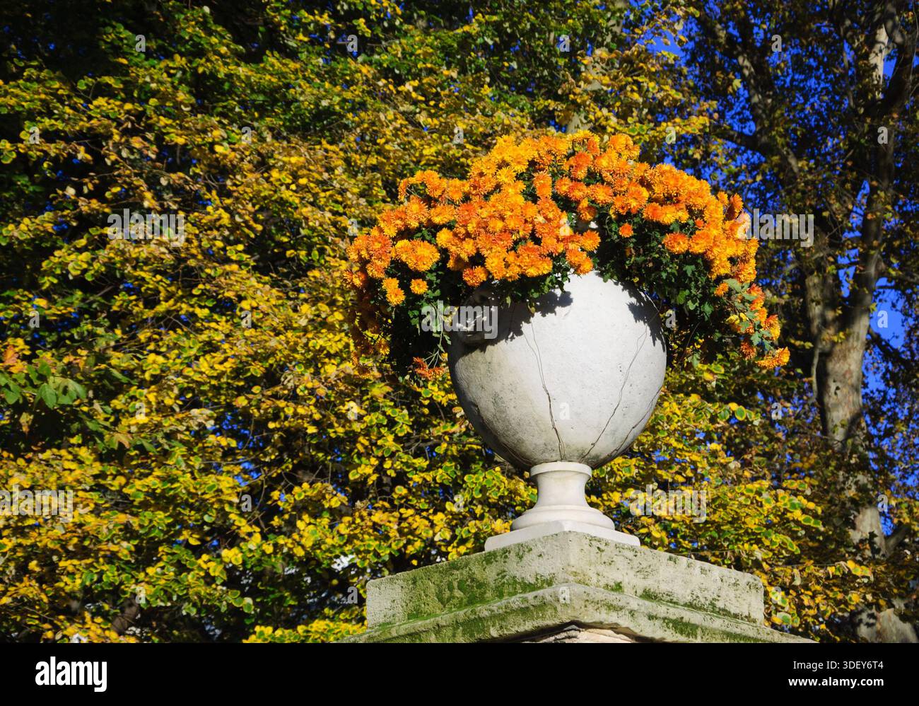 Automne dans le parc. Jardins du Luxembourg (jardins luxembourgeois) en plein soleil. Paris, France. Vase en pierre avec des fleurs de chrysanthème orange sur la balustrade Banque D'Images