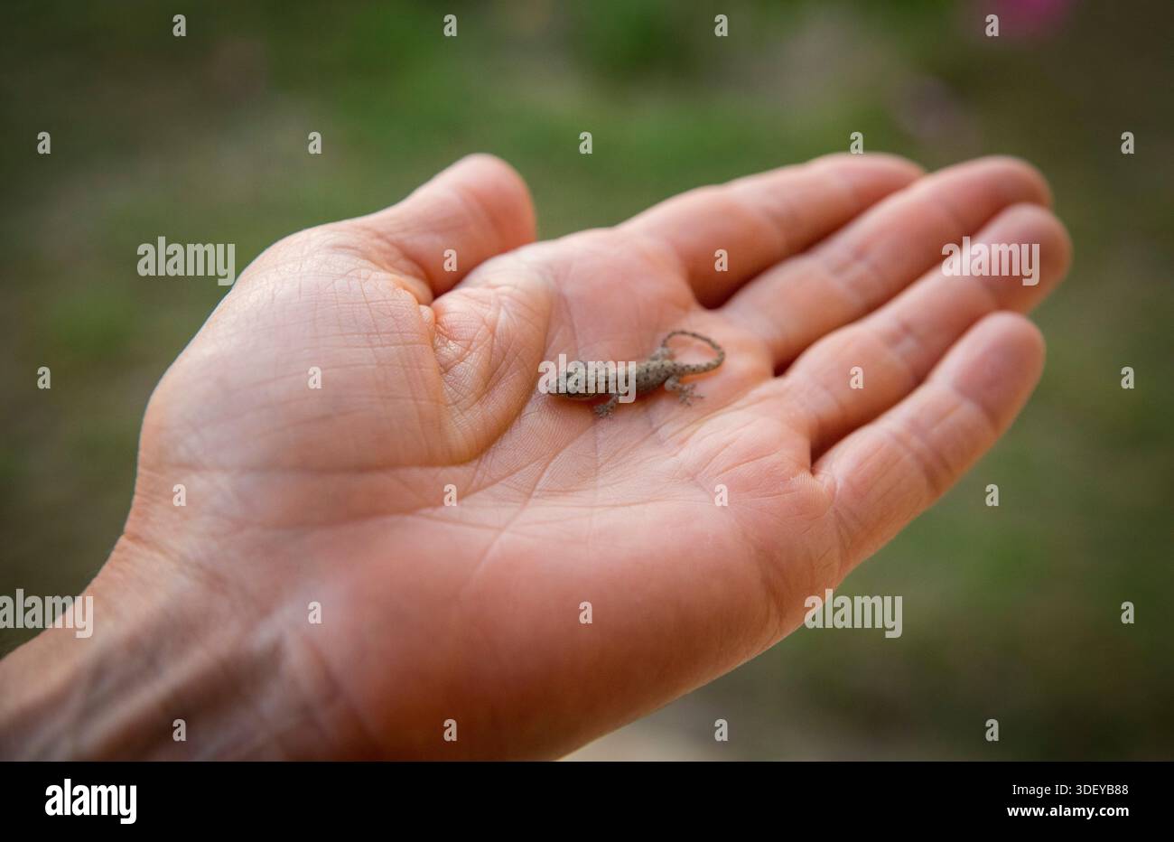 Une main tendue d'un voyageur occidental tient un minuscule gecko dans la paume de sa main. Morombe, Madagascar. Peut-être Hemidactylus frenatus (gecko de maison asiatique) ou Hemidactylus brookii (gecko de maison de Brooke) Hemidactylus frenatus (gecko de maison asiatique) : cette espèce est un gecko cosmopolite trouvé dans le monde entier et est extrêmement commun dans les établissements humains à Madagascar, y compris Morombe. Il est généralement brun clair ou gris et a un aspect lisse. Banque D'Images