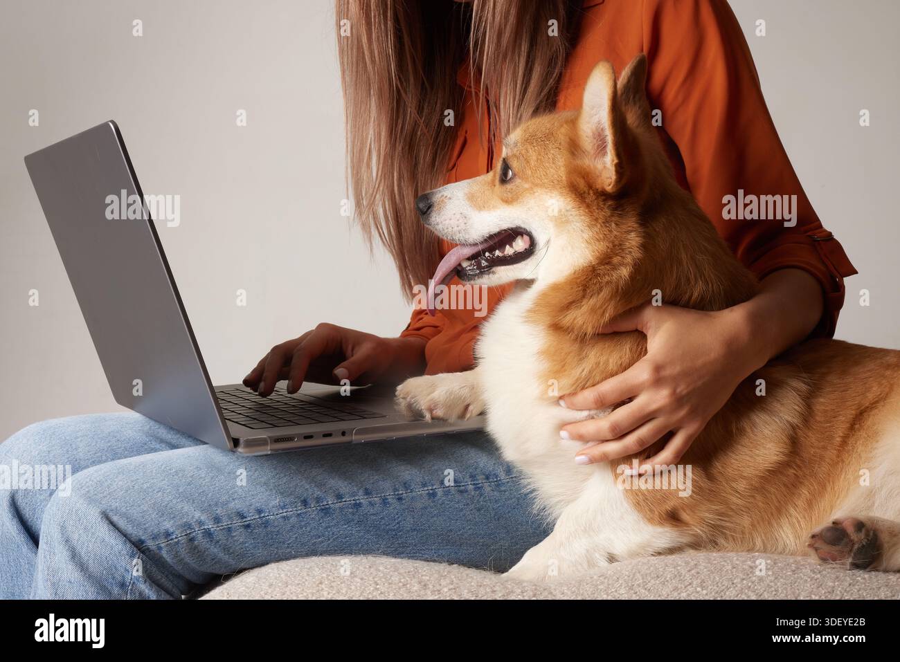 Gros plan de femme tapant sur ordinateur portable avec corgi à côté d'elle montrant la livraison à domicile d'achat en ligne et le style de vie numérique de service pour animaux de compagnie Banque D'Images