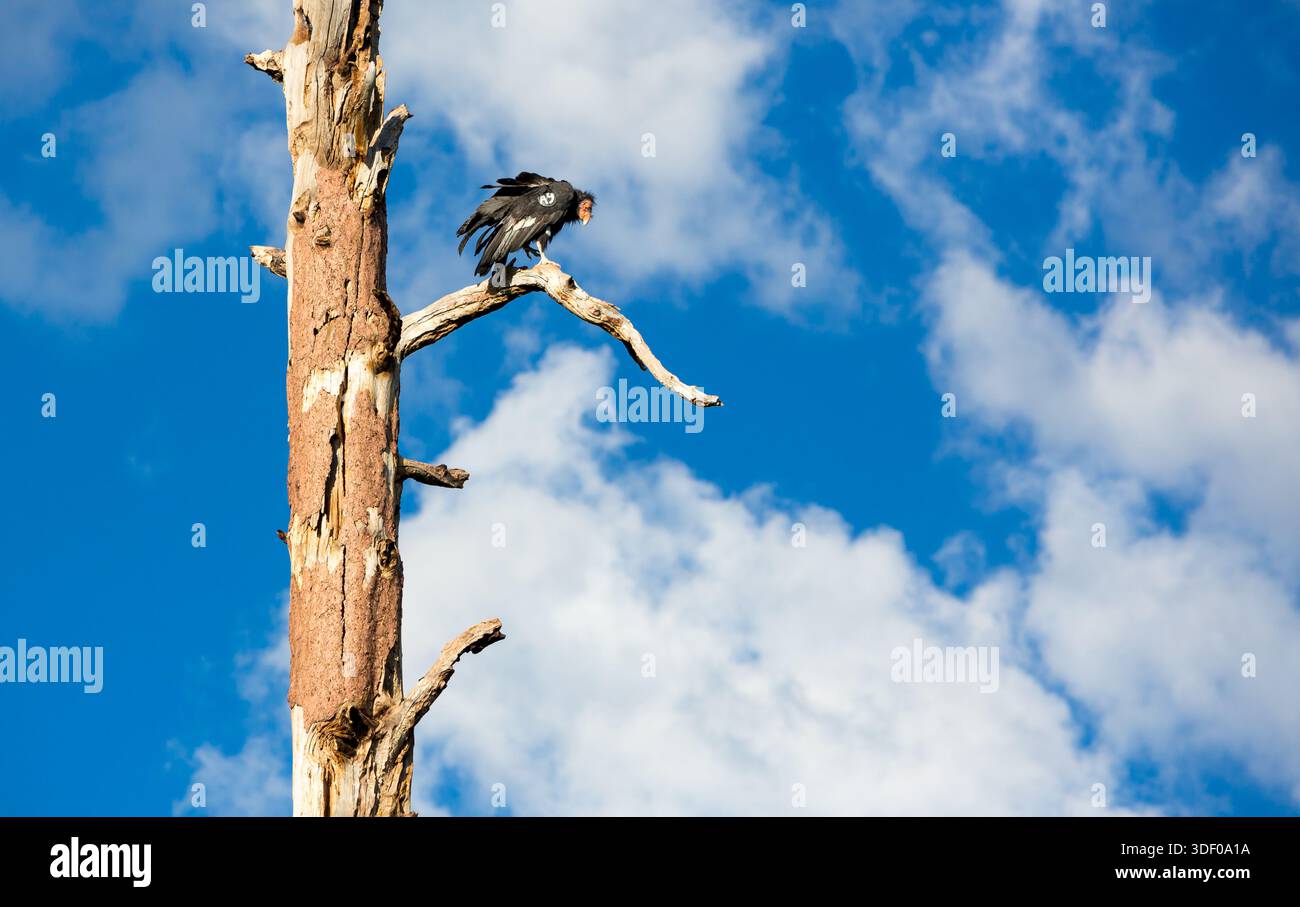 Un Condor sauvage de Californie (Gymnogyps californianus) avec le tag A9 perché dans un arbre mort près du plateau nord du Grand Canyon Banque D'Images