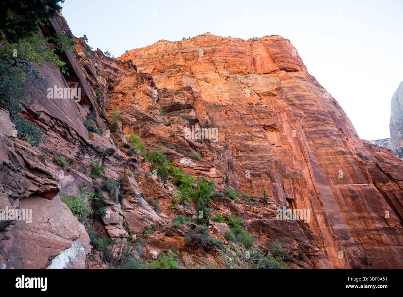 De hautes falaises de grès le long du West Rim Trail jusqu'à Angels Landing dans le parc national de Zion, Utah Banque D'Images