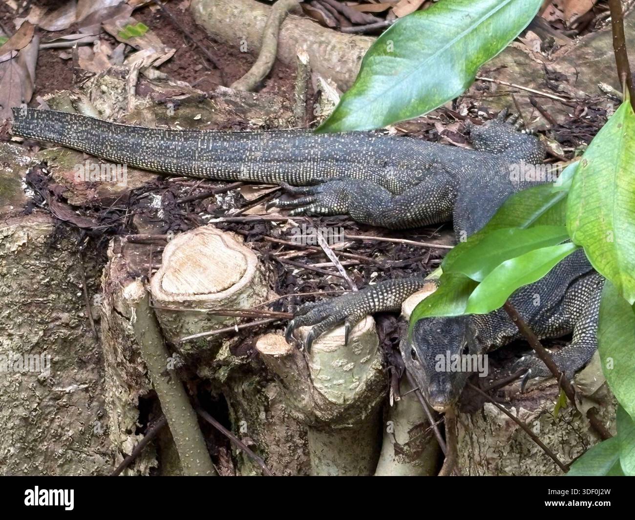 Observez un lézard camouflé sur un sol forestier tropical à Singapour, se fondant dans un environnement naturel luxuriant Banque D'Images