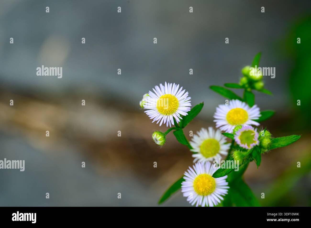 Fleabane Daisy fleurit au soleil Banque D'Images