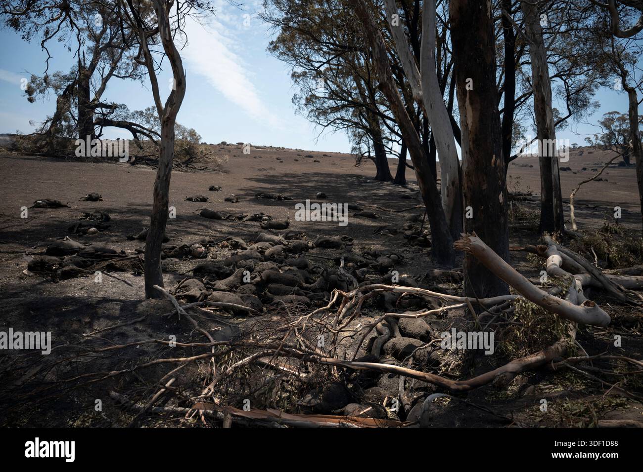 10 janvier 2025, Ruffy, Australie. Des dizaines de moutons, pris sur une clôture de fil et tués par les flammes avant qu'ils ne puissent échapper aux feux de brousse qui ont déchiré à travers la petite ville de Ruffy. Crédit : Jay Kogler/Alamy Live News Banque D'Images
