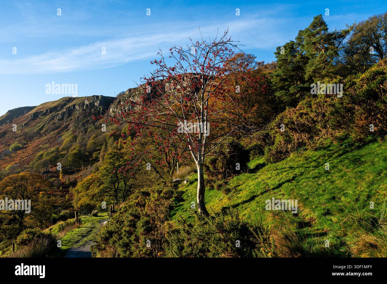 Colline d'automne avec arbre ensoleillé, chemin et pentes rocheuses sous un ciel bleu Banque D'Images