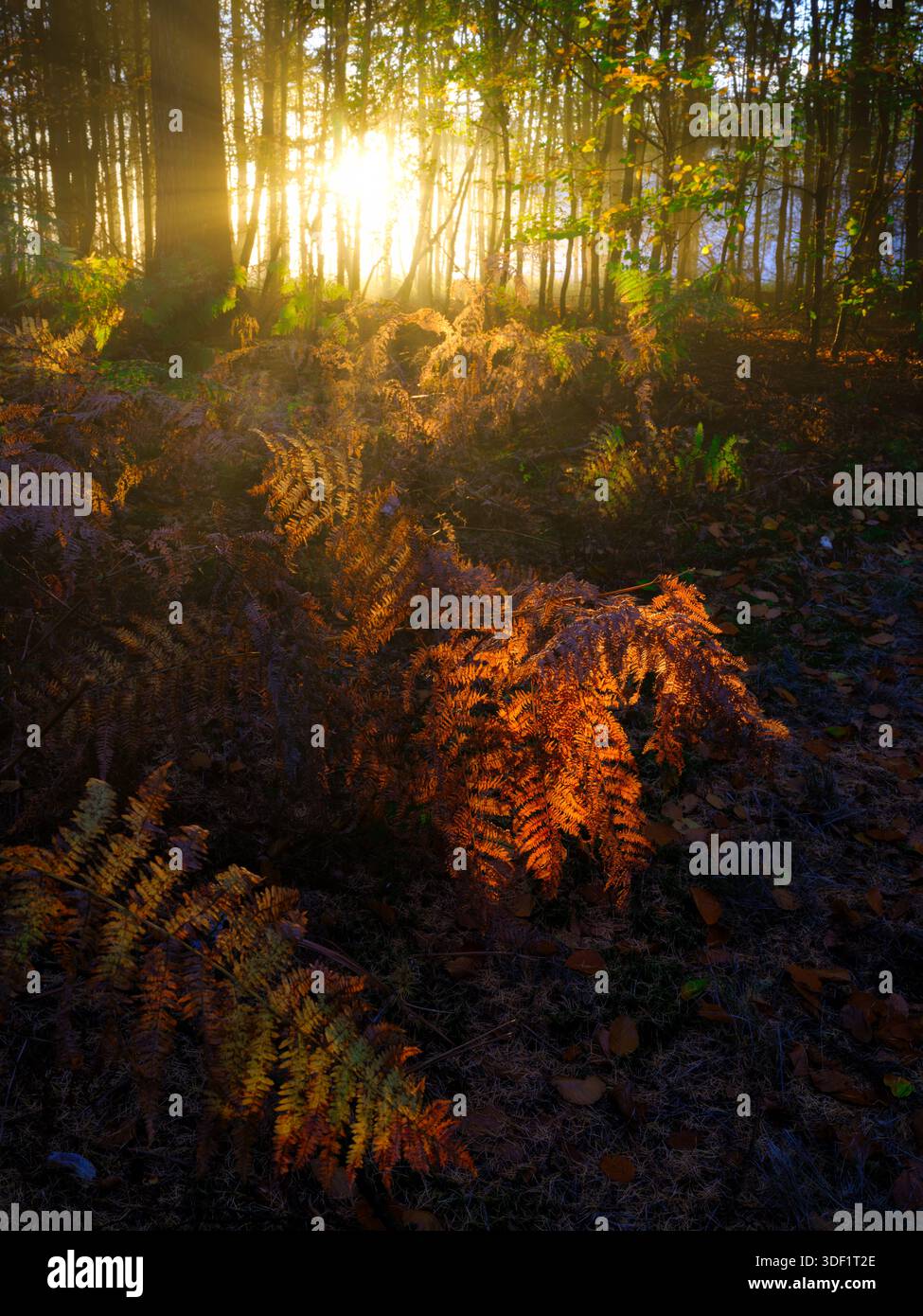 Belle lumière dans la forêt avec des couleurs d'automne donne une ambiance mystique au paysage Banque D'Images