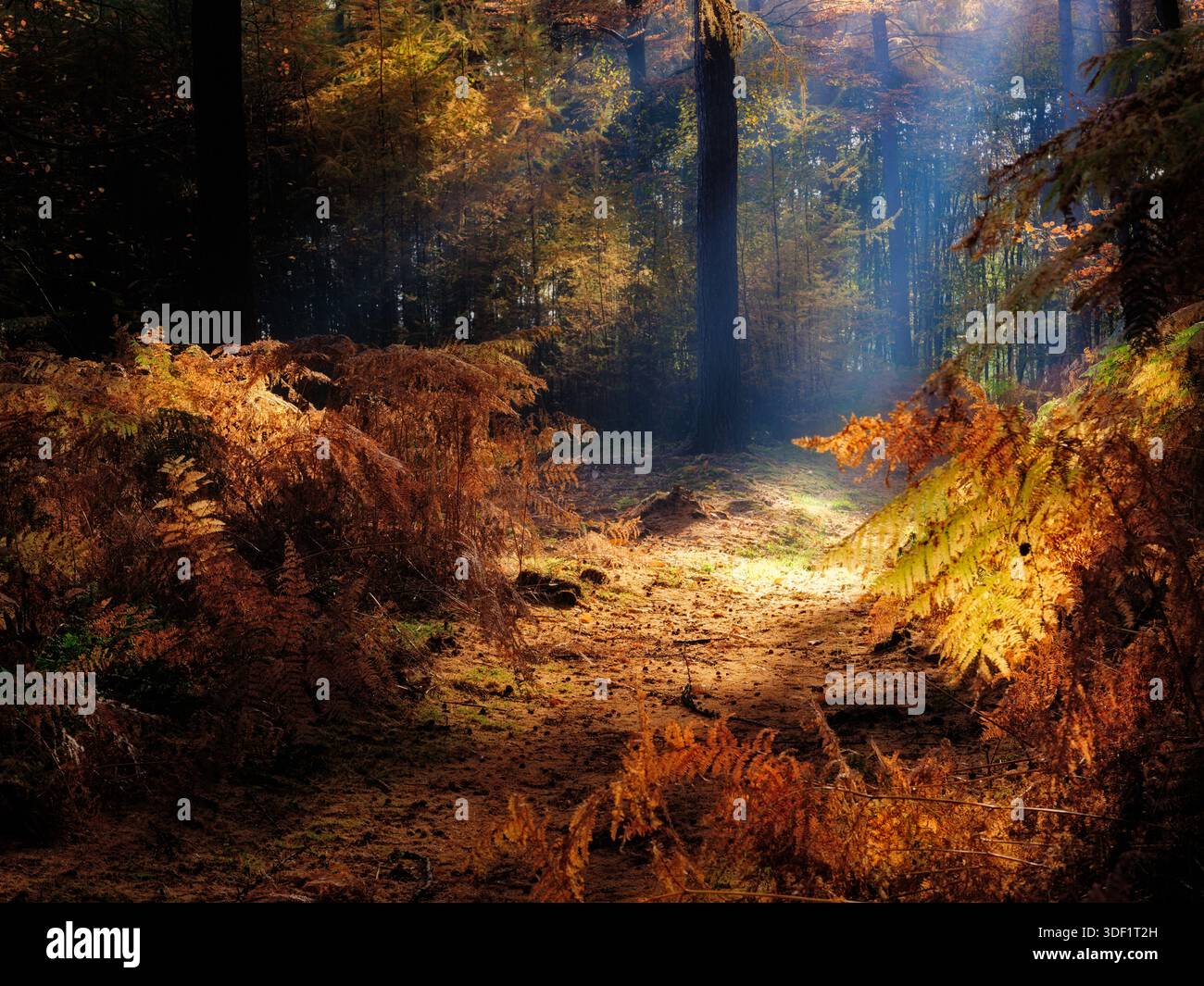 Belle lumière dans la forêt avec des couleurs d'automne donne une ambiance mystique au paysage Banque D'Images