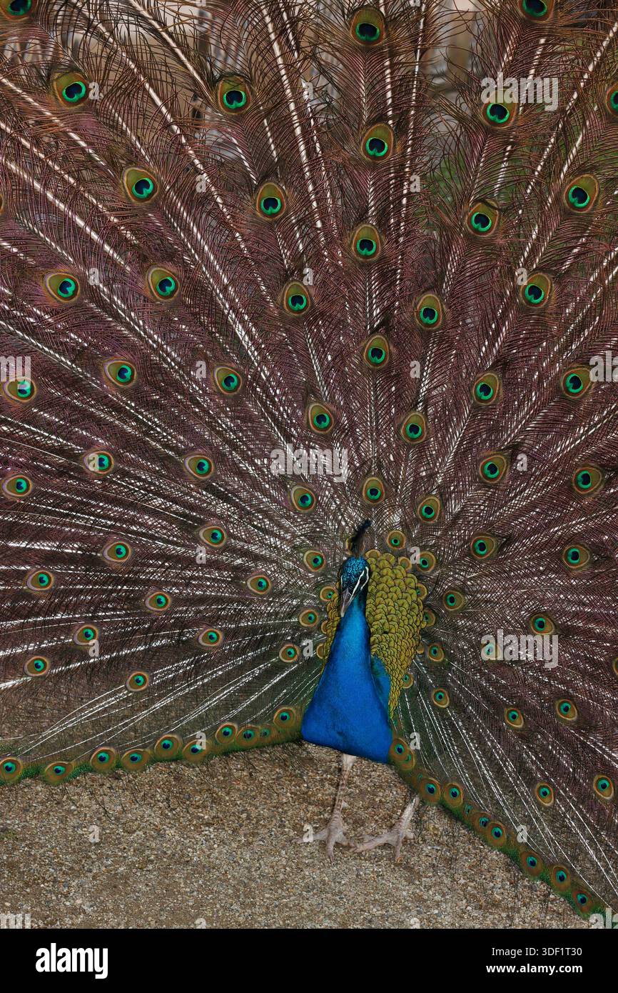 Peacock dans un parc public Banque D'Images