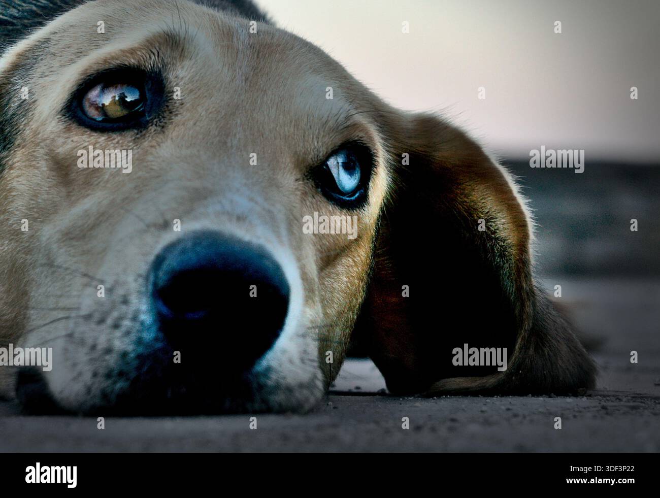 Gros plan Portrait d'un triste chien de race mixte sans abri avec hétérochromie – un œil bleu et un œil brun sur le trottoir Banque D'Images