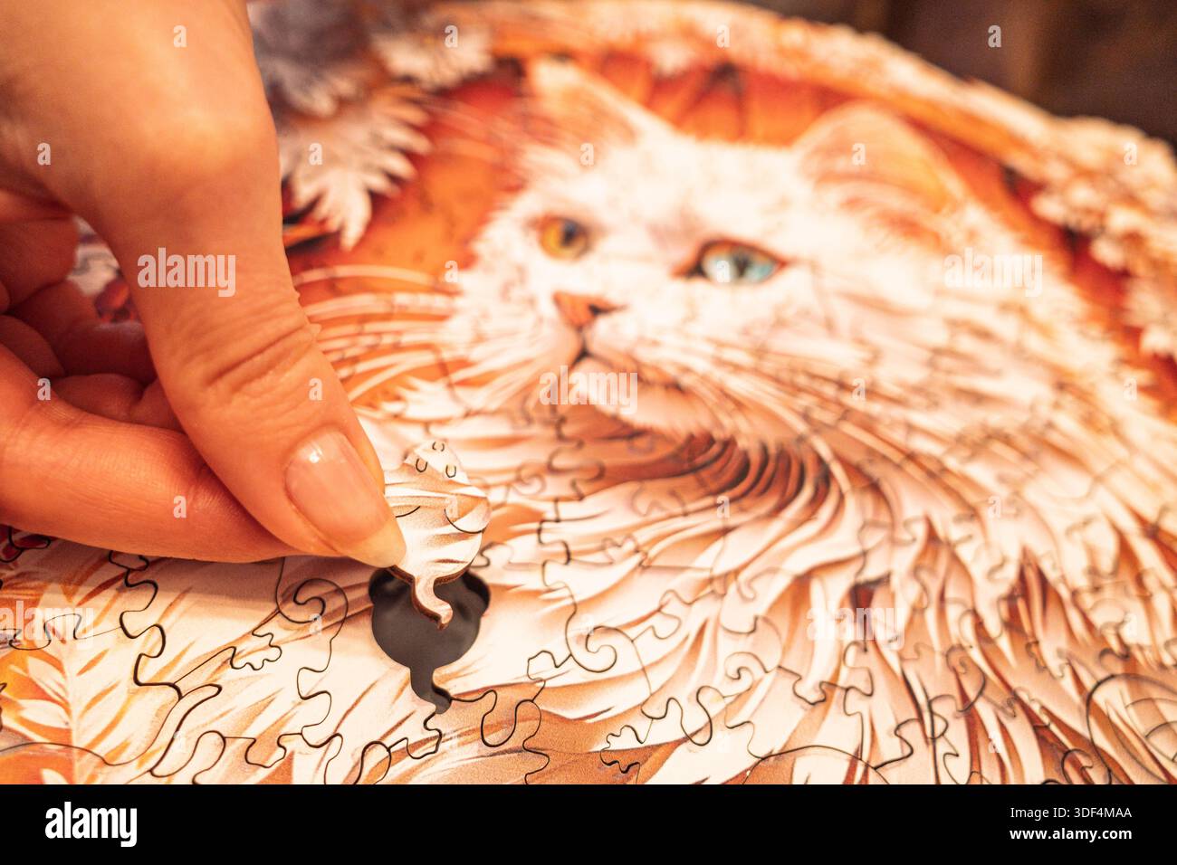 Gros plan d'une personne finissant un puzzle en bois d'un chat blanc angora turc avec des yeux bleus et bruns décalés. Banque D'Images