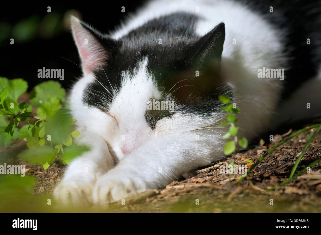 Chat moggy noir et blanc bicolore domestique dormant dehors dans le soleil tête reposant entre les jambes tendues en position Superman. Les chats dorment Banque D'Images