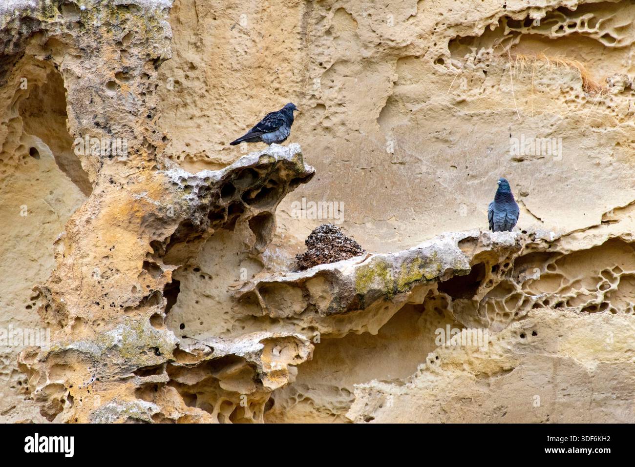 Pigeons nichant sur une falaise de calcaire Banque D'Images