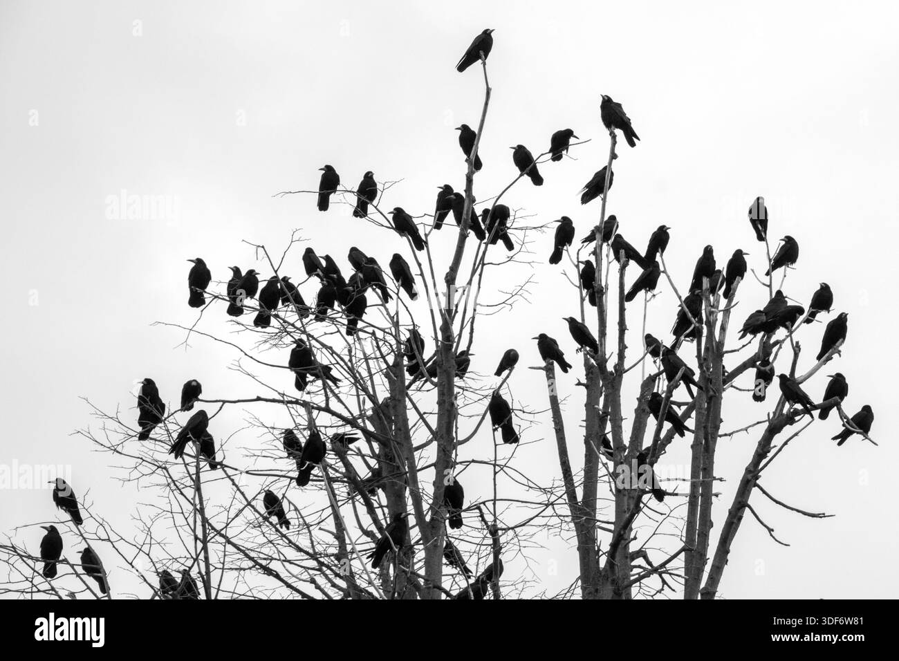 En milieu urbain, les corneilles se rassemblent fréquemment en grands groupes dans les arbres, un phénomène spectaculaire connu sous le nom de perchage. Banque D'Images
