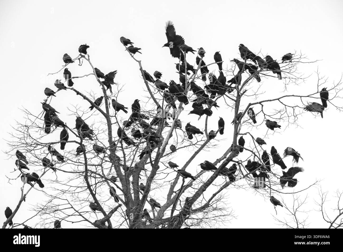 En milieu urbain, les corneilles se rassemblent fréquemment en grands groupes dans les arbres, un phénomène spectaculaire connu sous le nom de perchage. Banque D'Images