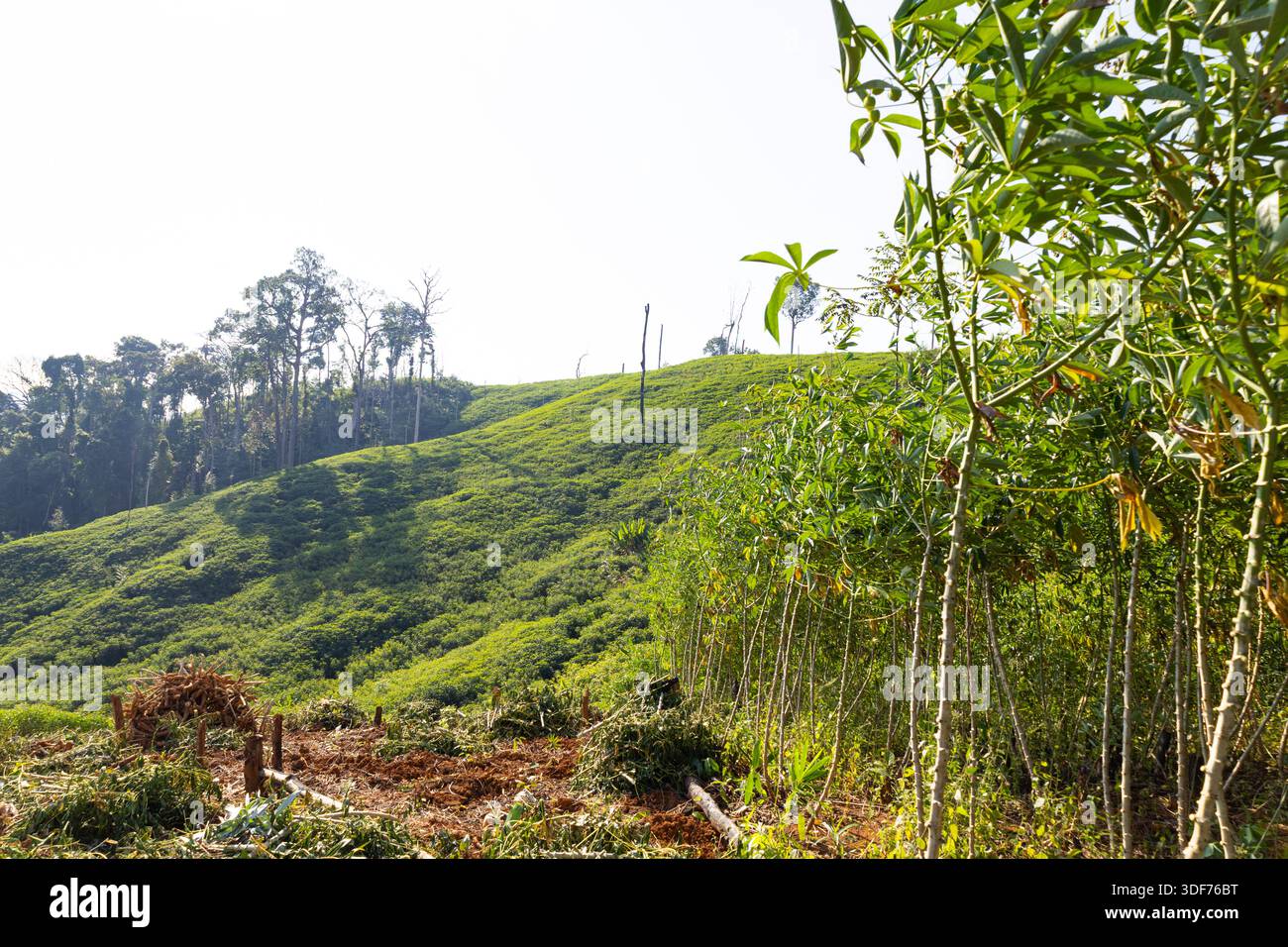 Les plantes biologiques de manioc poussent sur les terres agricoles de montagne avec le défrichement forestier en utilisant des produits naturels sans produits chimiques Banque D'Images