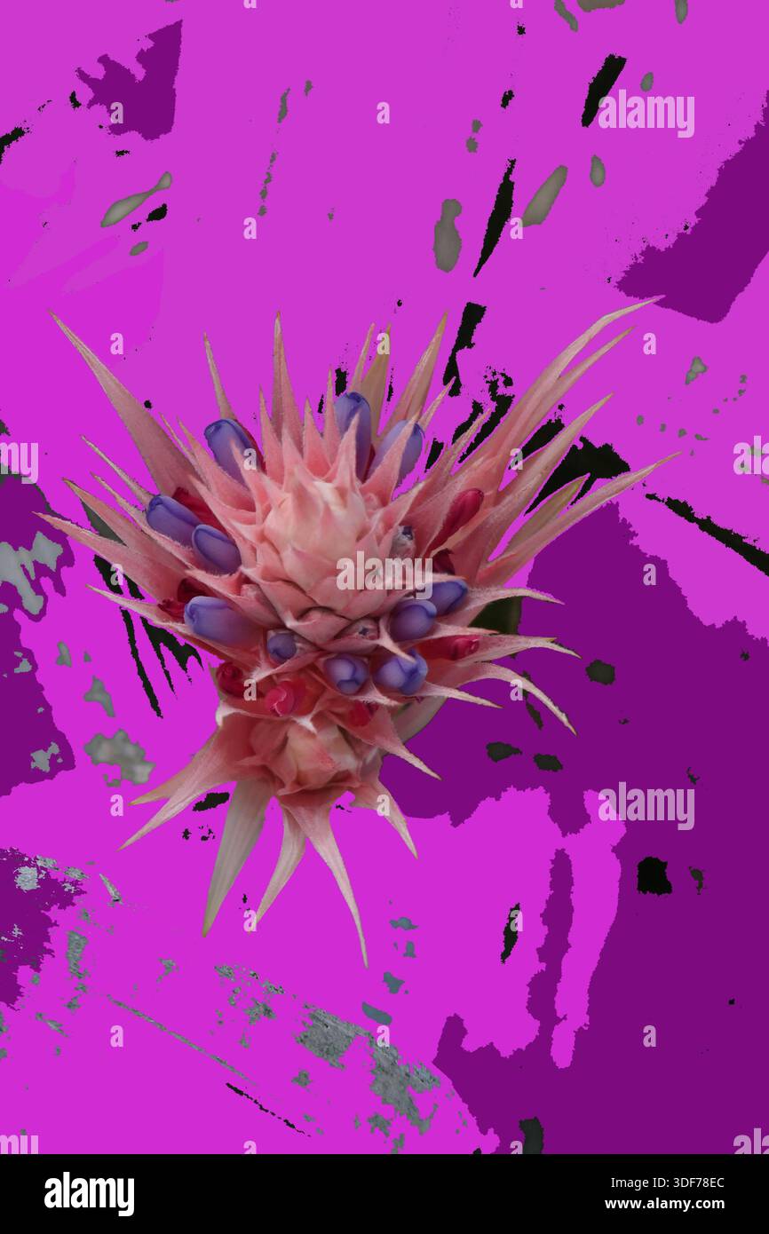 Composition de couleur circulaire rose en arrière-plan avec des feuilles parfois translucides d'une broméliade. au milieu de l'image, le rose, le violet Banque D'Images