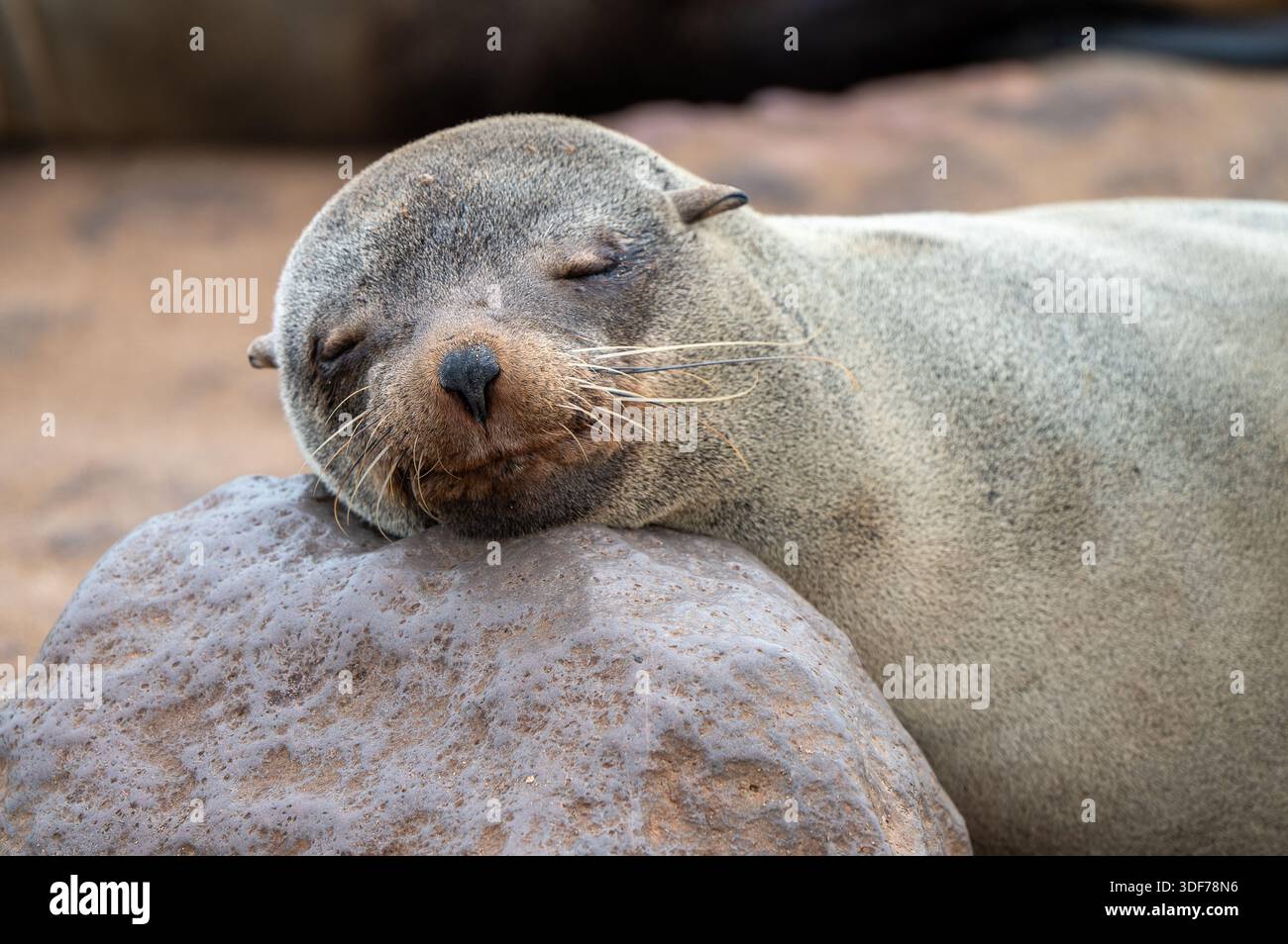 Otaria della California addormentata su una roccia in Namibia, corpo rilassato e occhi chiusi, tipico comportamento di riposo. Banque D'Images