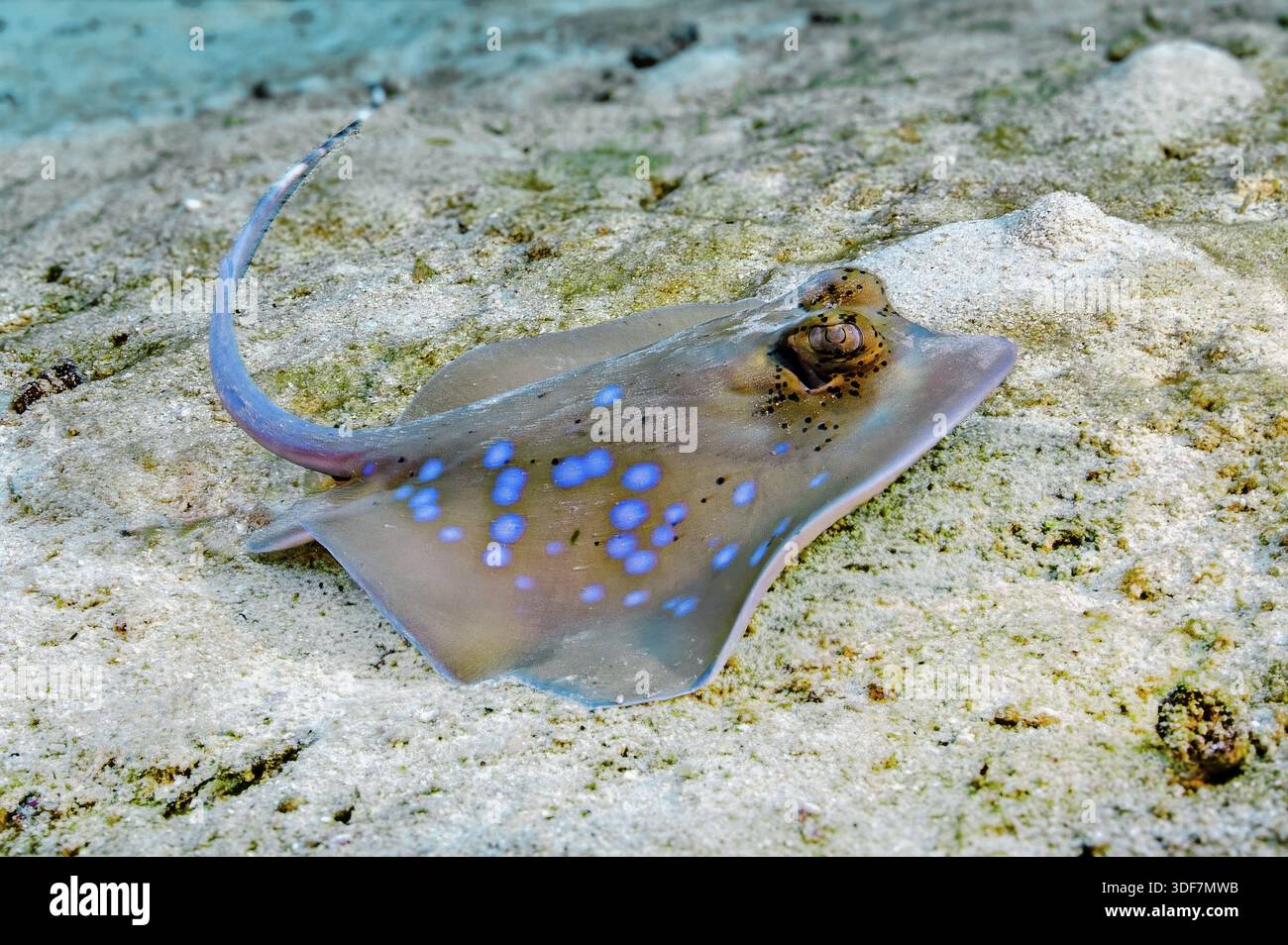 Photo sous-marine gros plan du raie de Kuhl (Neotrygon kuhlii) raie grise raie grise à taches bleues, mer d'Andaman, Océan Indien, Thaïlande Banque D'Images