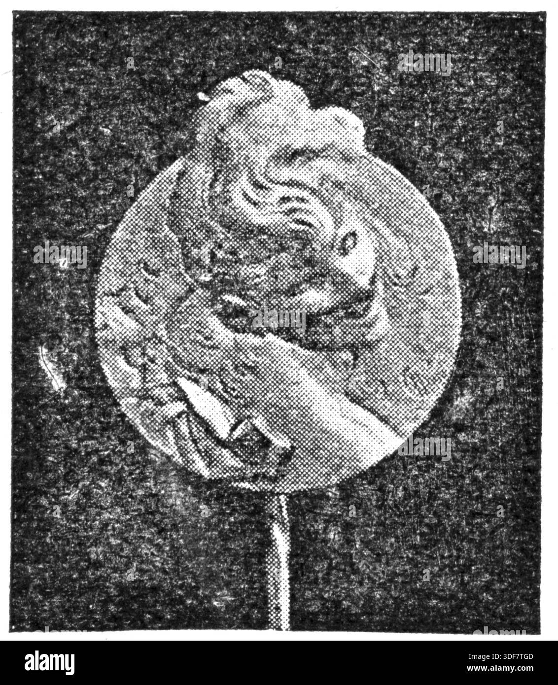 Broche - masque. Gold, de Jules Cheret. Illustration du XIXe siècle. Allemagne. Fond blanc Banque D'Images