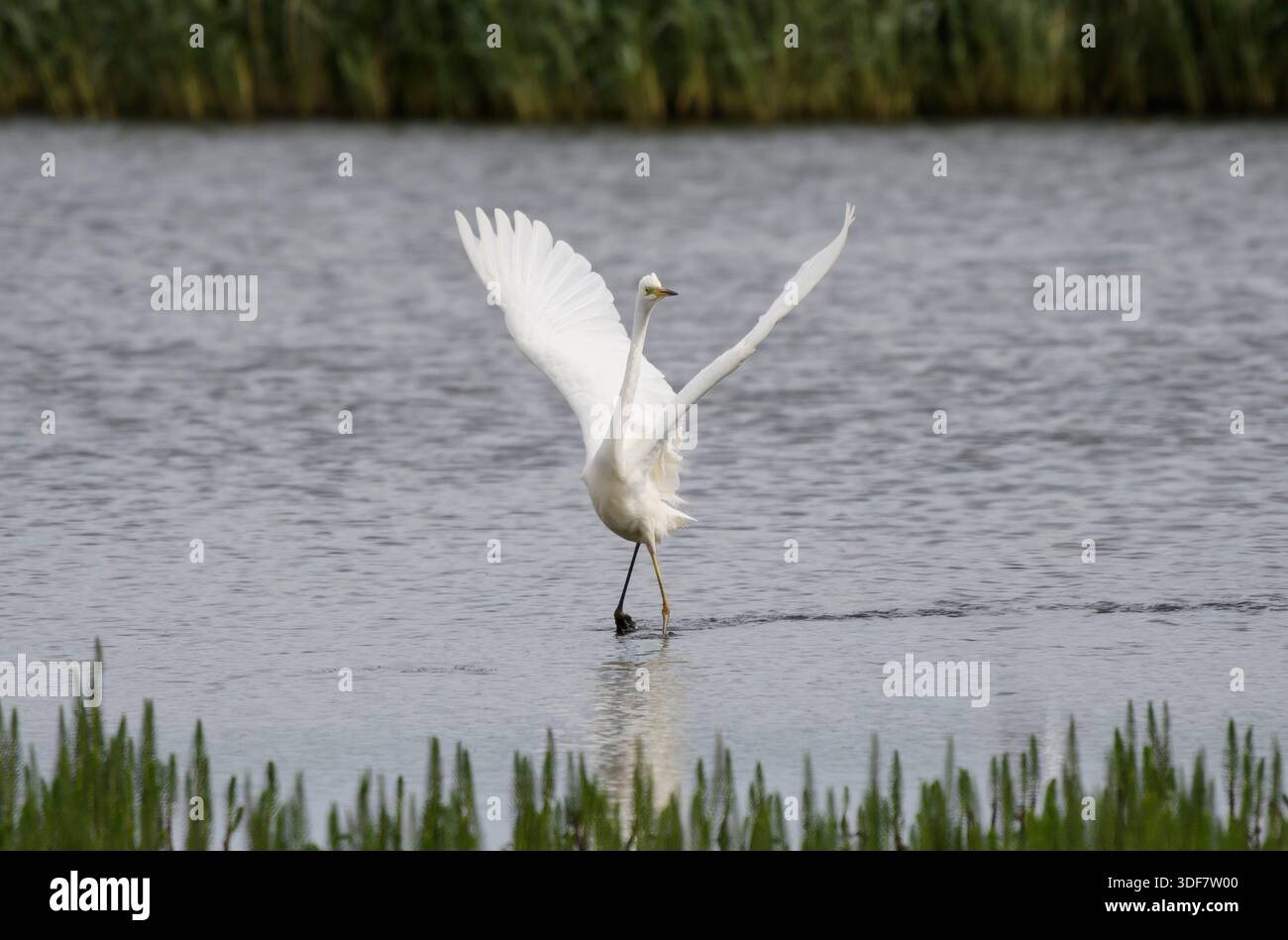 Grande aigrette Ardea alba, montrant à un oiseau qui approche. Banque D'Images