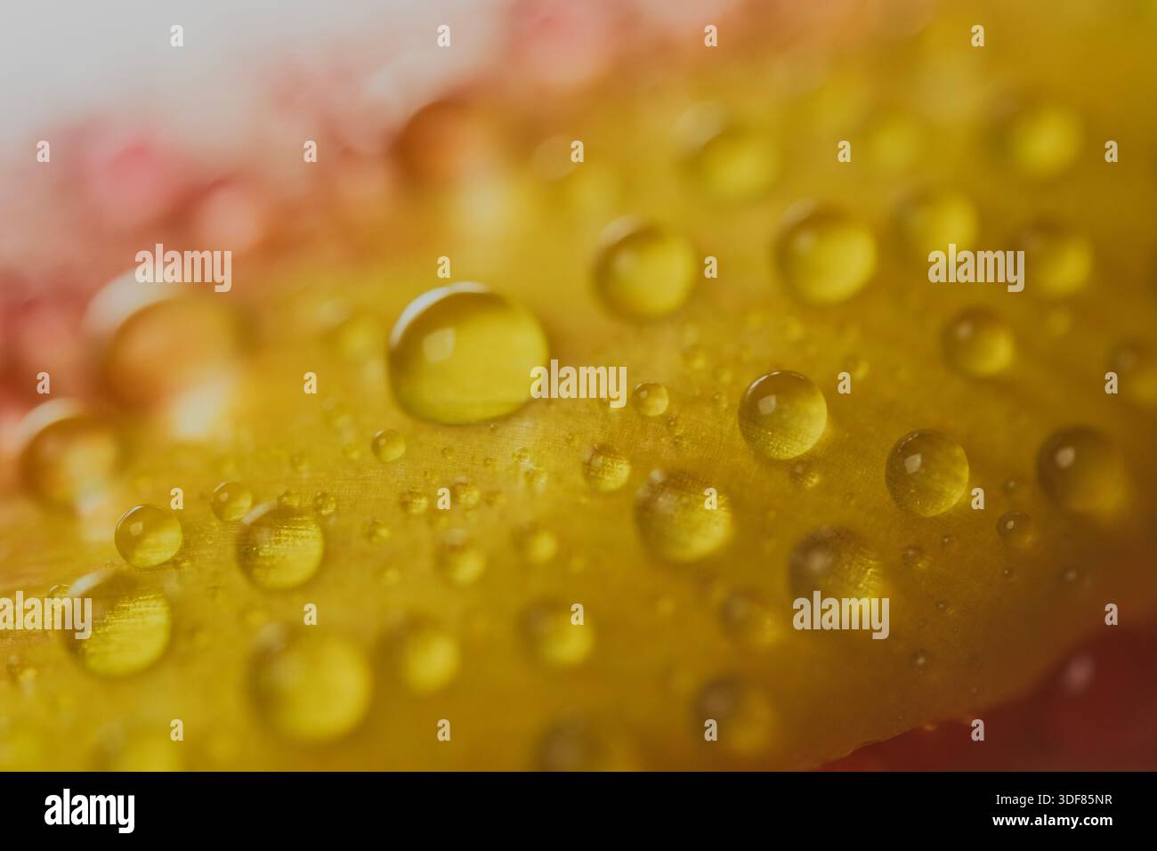 Macro détail de pétale de tulipe rouge avec des gouttes de pluie scintillantes Banque D'Images