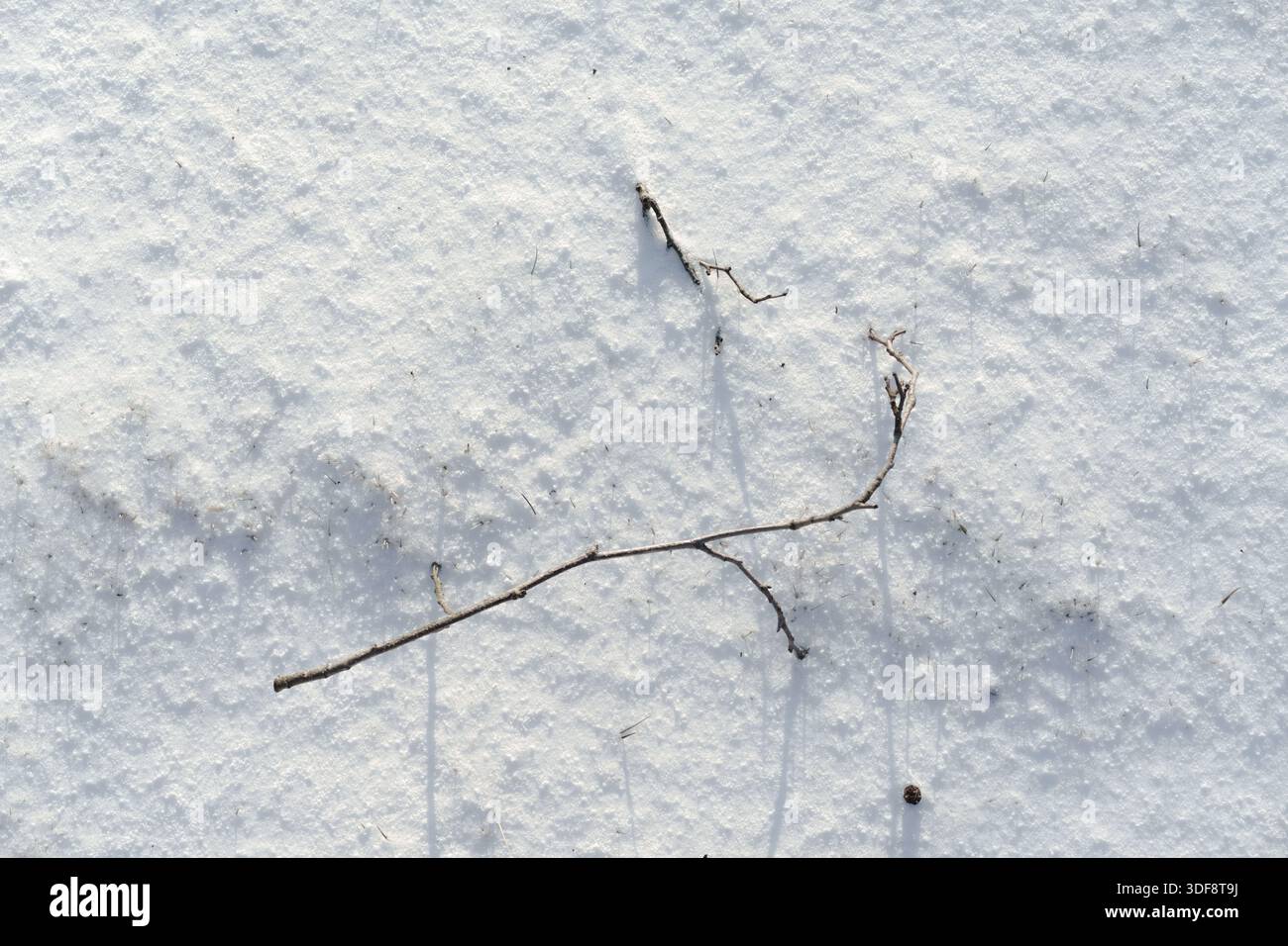Brindille sèche unique couchée sur une surface de neige blanche fraîche. Photo de la nature minimaliste à angle élevé avec espace de copie pour le design Banque D'Images