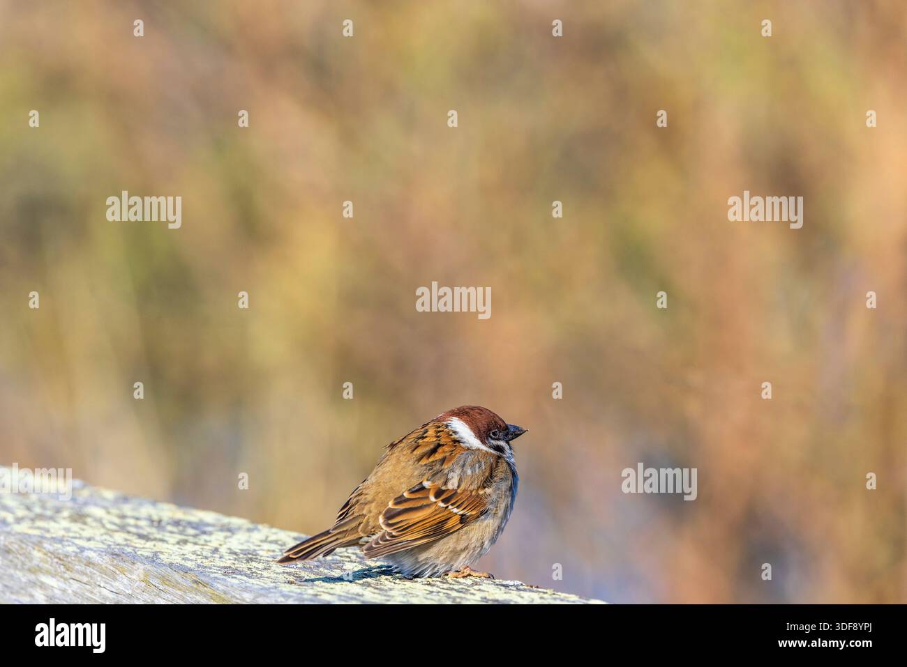 Moineau d'arbre eurasien reposant sur le bois Banque D'Images