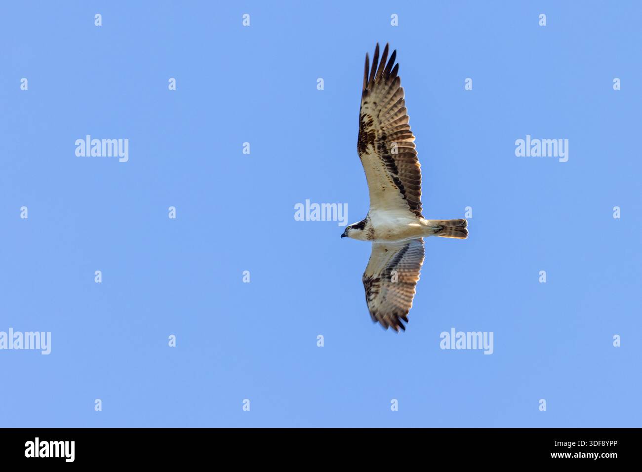 Osprey volant dans le ciel Banque D'Images