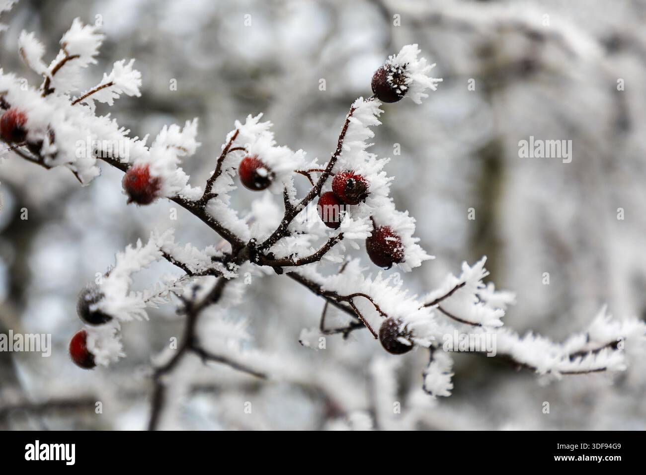 Les baies, les hanches ou les hanches d'un aubépine (Crataegus) couverts par un gel sévère en hiver, Angleterre, Royaume-Uni Banque D'Images
