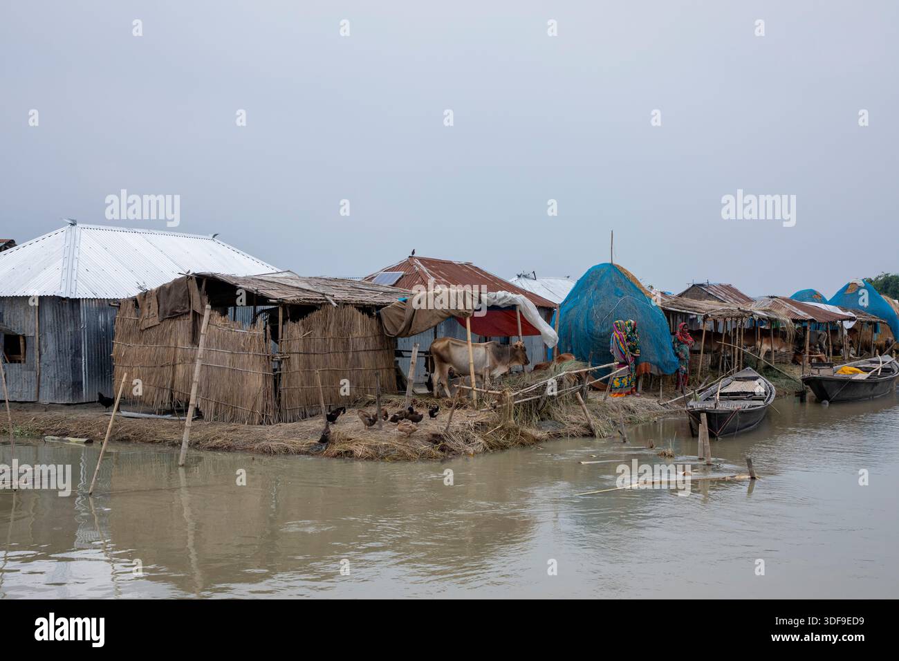 Le bétail est gardé sur un terrain plus élevé dans une zone d’omble touchée par les inondations le long de la rivière Jamuna à Sariakandi, Bogura, Bangladesh. Banque D'Images