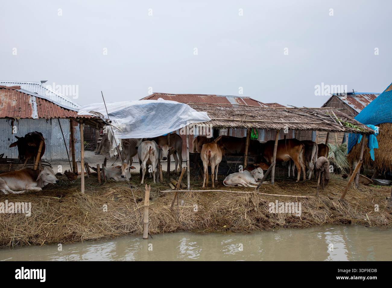 Le bétail est gardé sur un terrain plus élevé dans une zone d’omble touchée par les inondations le long de la rivière Jamuna à Sariakandi, Bogura, Bangladesh. Banque D'Images