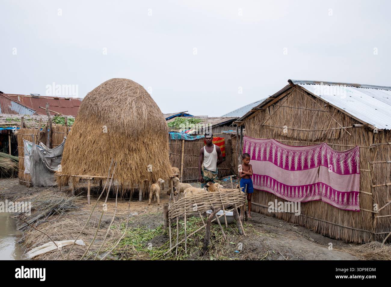 Le bétail est gardé sur un terrain plus élevé dans une zone d’omble touchée par les inondations le long de la rivière Jamuna à Sariakandi, Bogura, Bangladesh. Banque D'Images