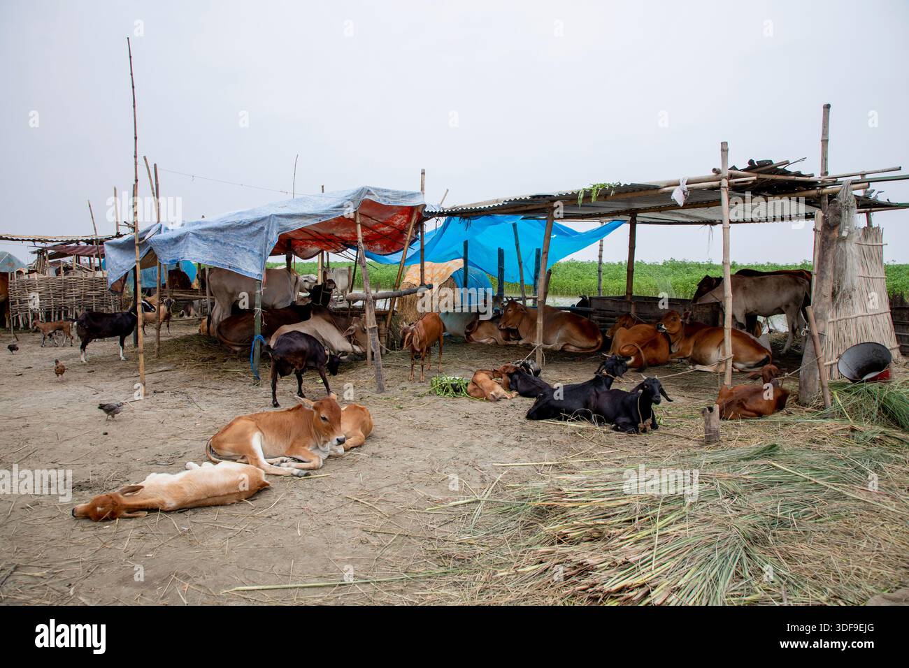 Le bétail est gardé sur un terrain plus élevé dans une zone d’omble touchée par les inondations le long de la rivière Jamuna à Sariakandi, Bogura, Bangladesh. Banque D'Images