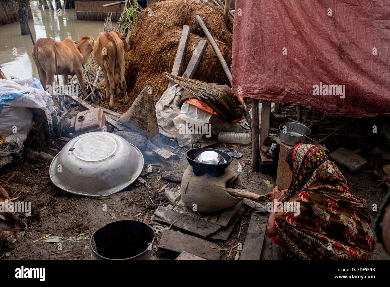 Le bétail est gardé sur un terrain plus élevé dans une zone d’omble touchée par les inondations le long de la rivière Jamuna à Sariakandi, Bogura, Bangladesh. Banque D'Images