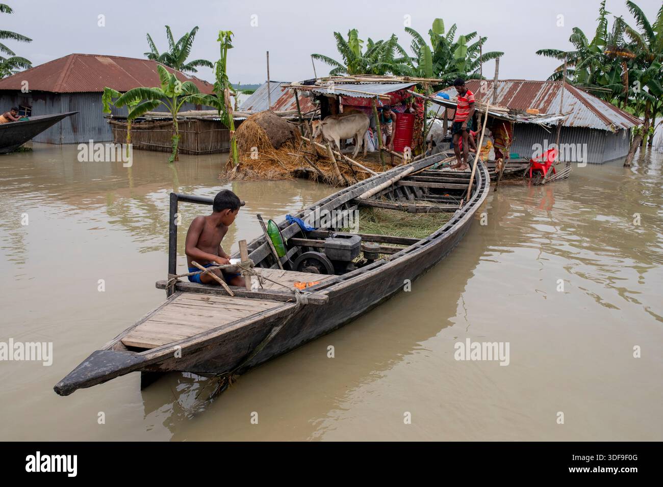 Le bétail est gardé sur un terrain plus élevé dans une zone d’omble touchée par les inondations le long de la rivière Jamuna à Sariakandi, Bogura, Bangladesh. Banque D'Images