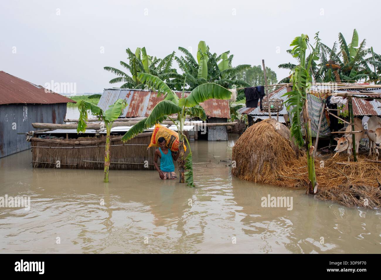 Les populations endurent de graves difficultés dans une zone d'omble touchée par les inondations le long de la rivière Jamuna à Sariakandi, Bogura, Bangladesh. Banque D'Images