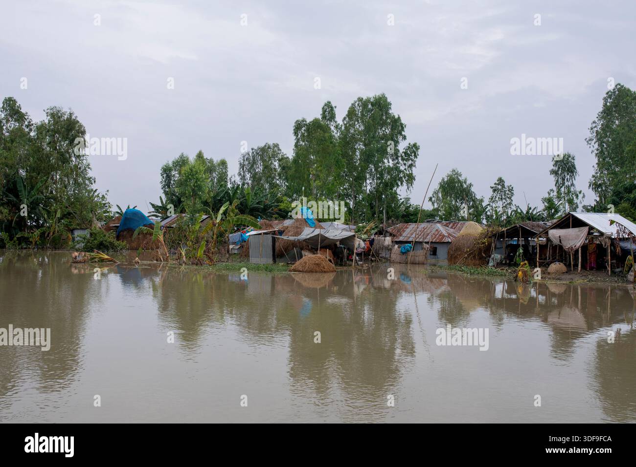 Le bétail est gardé sur un terrain plus élevé dans une zone d’omble touchée par les inondations le long de la rivière Jamuna à Sariakandi, Bogura, Bangladesh. Banque D'Images