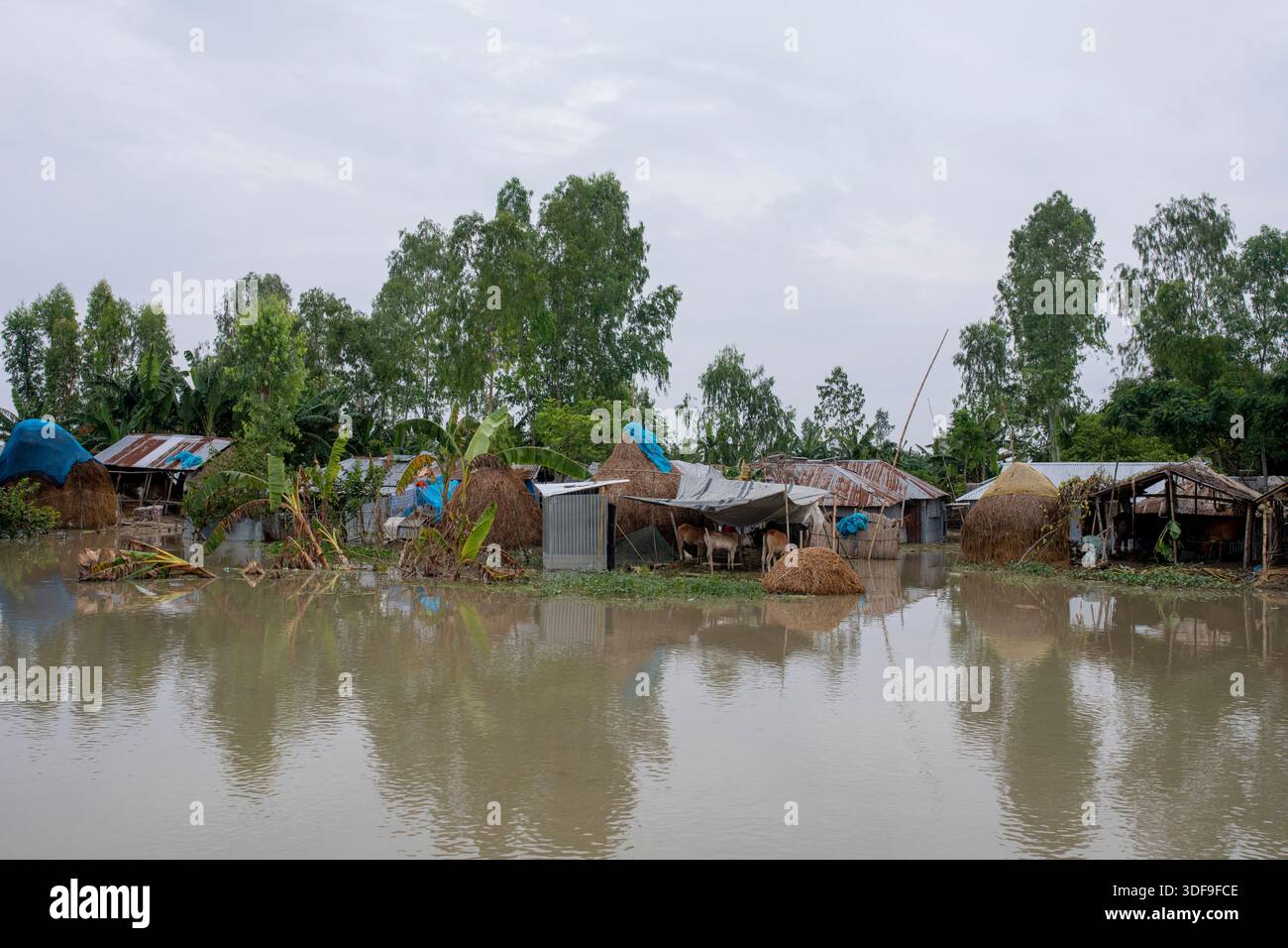 Le bétail est gardé sur un terrain plus élevé dans une zone d’omble touchée par les inondations le long de la rivière Jamuna à Sariakandi, Bogura, Bangladesh. Banque D'Images