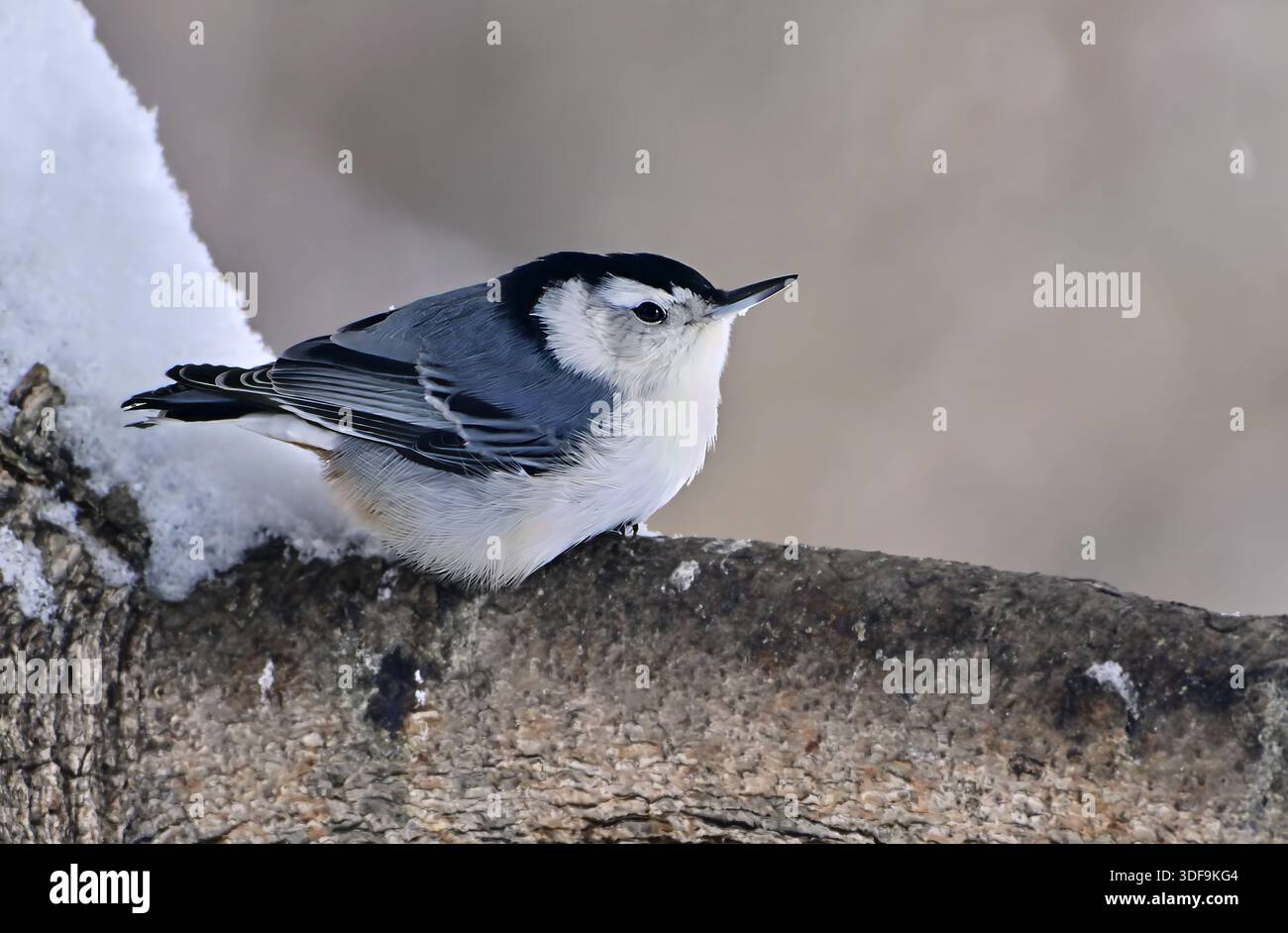 Un Nuthatch blanc « Sitta carolinensis », reposant sur une branche d'épinette. Banque D'Images